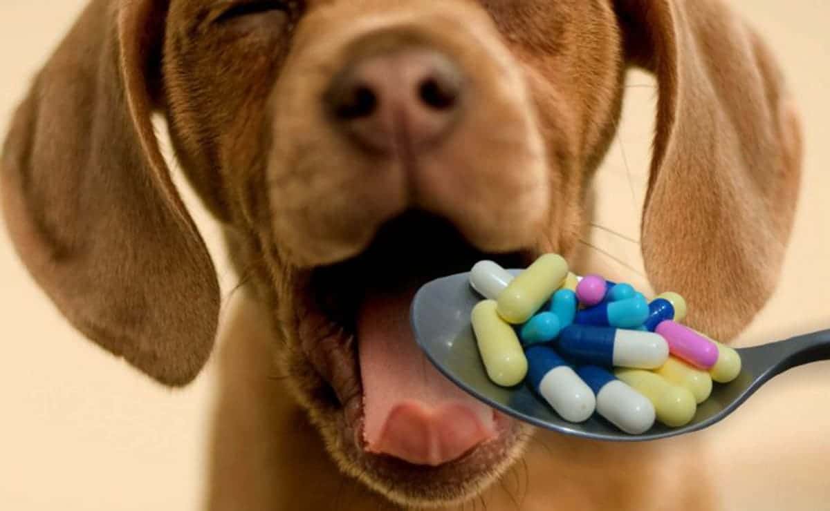medicina para perros